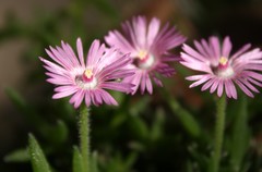 Trichodiadema occidentale