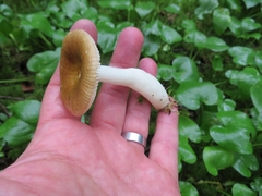Russula robertii