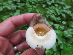 Russula robertii