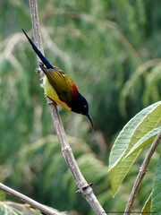 Aethopyga nipalensis