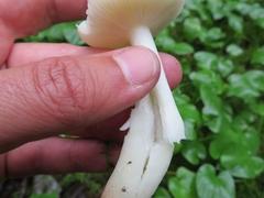 Russula robertii