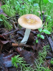 Russula robertii