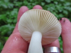 Russula robertii