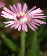 Trichodiadema occidentale