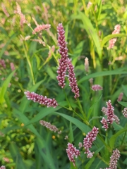 Persicaria maculosa