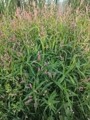 Persicaria maculosa