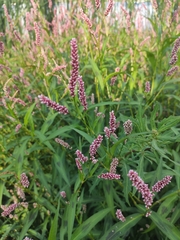 Persicaria maculosa