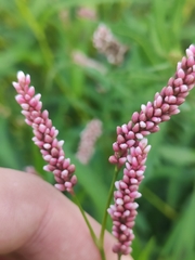 Persicaria maculosa