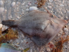 Monacanthus ciliatus