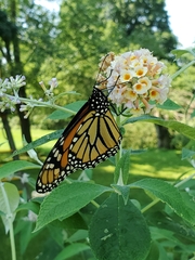 Danaus plexippus