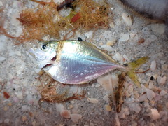 Chloroscombrus chrysurus