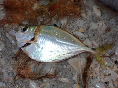 Chloroscombrus chrysurus