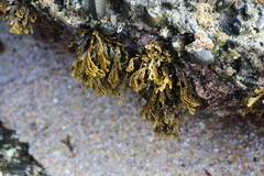 Xiphophora chondrophylla