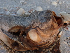 Astroscopus y-graecum