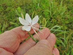 Oenothera demareei