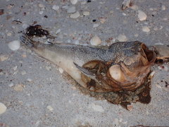 Astroscopus y-graecum