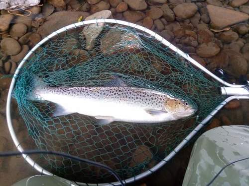 Sea trout (Salmo trutta trutta) — Salmonidae — 2