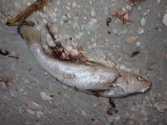 Menticirrhus