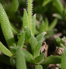 Trichodiadema occidentale