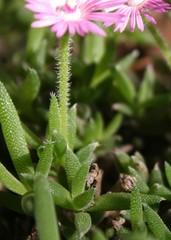 Trichodiadema occidentale