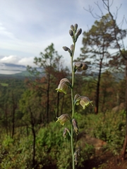 Prochnyanthes mexicana