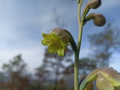 Prochnyanthes mexicana