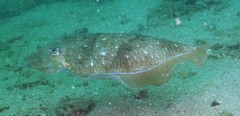 Sepia latimanus
