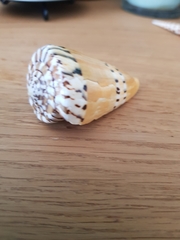 Conus mustelinus