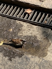 Passer domesticus