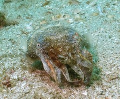 Sepia latimanus
