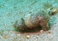 Sepia latimanus