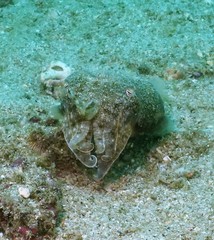 Sepia latimanus