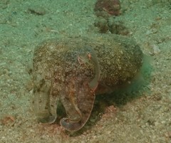 Sepia latimanus