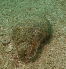 Sepia latimanus