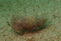 Sepia latimanus