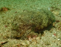 Sepia latimanus