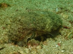 Sepia latimanus