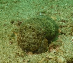 Sepia latimanus