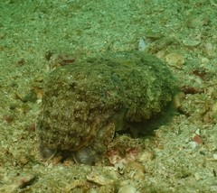 Sepia latimanus