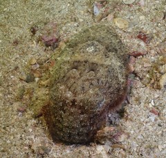 Sepia latimanus