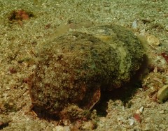 Sepia latimanus