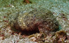 Sepia latimanus