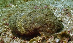 Sepia latimanus