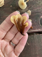 Spathulariopsis velutipes