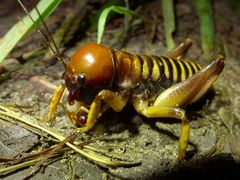 Nasidius pulchriventris