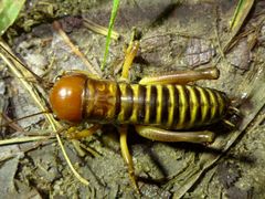 Nasidius pulchriventris