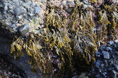 Xiphophora chondrophylla