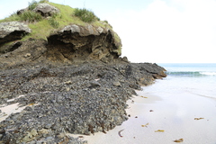 Xiphophora chondrophylla