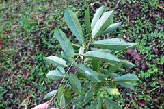 Paramachaerium schunkei