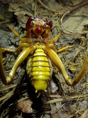 Nasidius pulchriventris